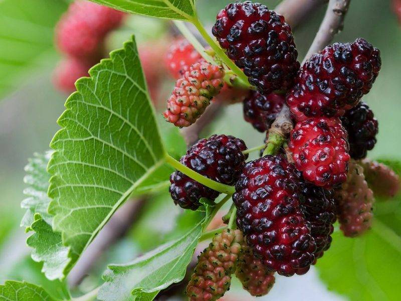 Шелковица купить саженцы из питомнике в Дебальцево