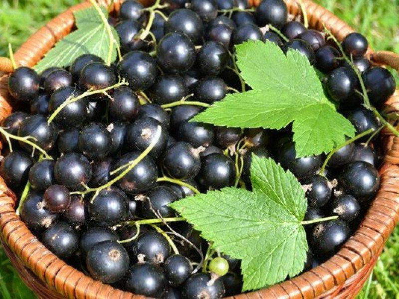 Смородина купить саженцы из питомника в Дебальцево