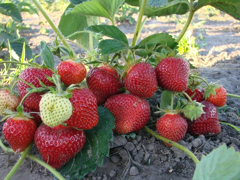 Клубника купить саженцы из питомника в Дебальцево