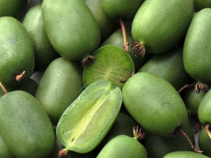 Актинидия купить саженцы из питомнике в Дебальцево