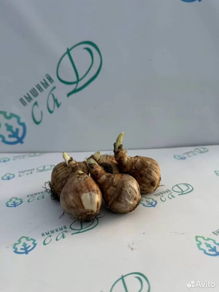 Нарцисс "ЗИВА" (5 штук)
