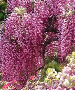 Глициния японская ‘Rosea’
