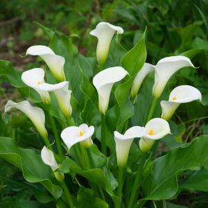 Калла клубни цветов Литл Джем 3 шт