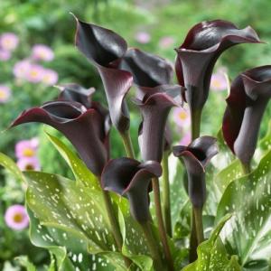 Калла клубни цветов Кантор 3 шт