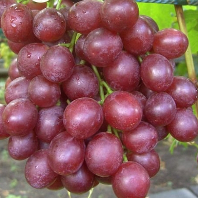 Виноград "ВОЕВОДА"